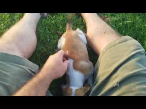 Lulu the amazing Puggle