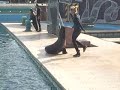 SEA LION SHOW - Marineshow Antibes France