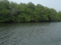 Jet Skiing in La Parguera :the Mangrove canals???????? Jet Skiing in La Parguera :the Mangrove canals????????