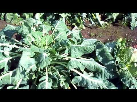 how to harvest parsnips