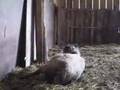 Monette lambing