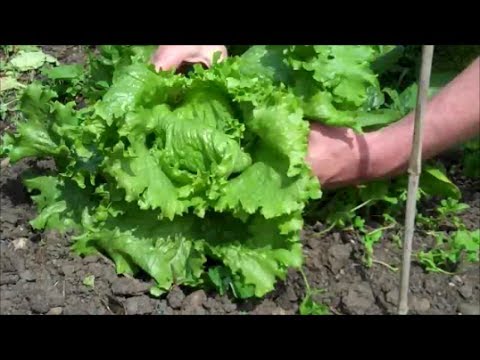 how to grow lettuce from a seed