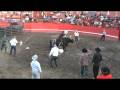 videos de Banda La Surena con un toro bravo
