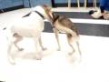 videos de Riku and Petey