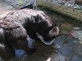 Newfie keeps cool in a bucket