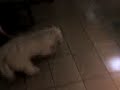 toby - tobias enrique