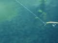 testing lures River2Sea versus Daiwa