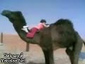 عطف الابل على طفله