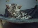 British shorthair silver tabby: Kyto