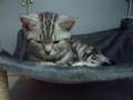 British shorthair silver tabby: Kyto