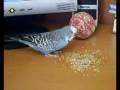 videos de Tweet the Budgie.