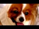 hunde ulykke