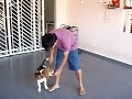 my beagle my beagle
