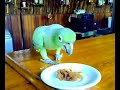 choro-do-louro.html