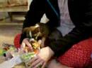 Dog goes crazy