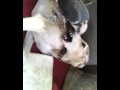 Saluki Love For Fledgling Lannerette