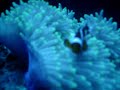 clownfish and anemone
