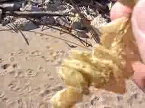 Channeled Whelk egg case part 1