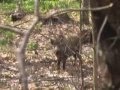 Ver Video