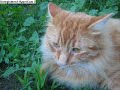 Jungle Cat