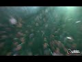 Krome Angels - XXXPerience Edi��o Especial 15 de Novembro