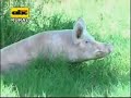 En este material el Dr. P. M. Gibert, presenta a la Dra. Beatriz Villalba, quien habla sobre la utilización de casetas para cerdas preñadas, que a su vez cuentan piquetes donde la hembras pueden aprovechar los elementos naturales, y así lograr un mejor desarrollo durante su etapa de gestación.