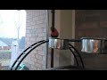 Prissy  The Conures