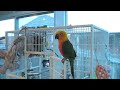 Prissy  The Conures