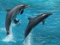 Aquatic animals