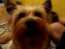 Maxi growls