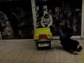 videos de ONGELUK!