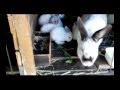 Видео - Лучшие корма для кроликов, дедушкин рецепт
