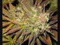 Techno Trance - Jackpot (dank bud slide show)