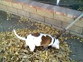 Tank American Bulldog Puppy-attack all leaves