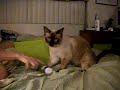 Cat Attacks Valerian Root to Get High