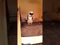 Click here to watch this video タキシードmocoちゃん(メガネフクロウ)