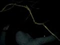 PROYECTO BLAIR WITCH