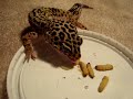 leopard gecko eats meal worms