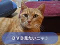 ツタヤニャンコ劇場♪ 「ツネオテレビ」ｃｍコンテスト第１位
