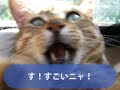 ツタヤニャンコ劇場♪ 「ツネオテレビ」ｃｍコンテスト第１位
