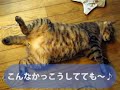 ツタヤニャンコ劇場♪ 「ツネオテレビ」ｃｍコンテスト第１位
