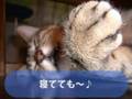 ツタヤニャンコ劇場♪ 「ツネオテレビ」CMコンテスト第1位