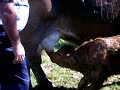 Ternero reci�n nacido mamando
