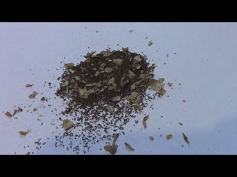 how to harvest tobacco seeds