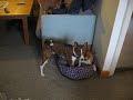 Camp Basenji - Indend�rs leg