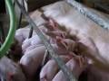 Animal Welfare Aspects of Good Agricultural Practice pig farming Part 2 of 3