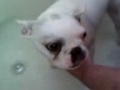 French Bulldog getting a bath!