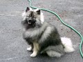 Re: samson { keeshond }