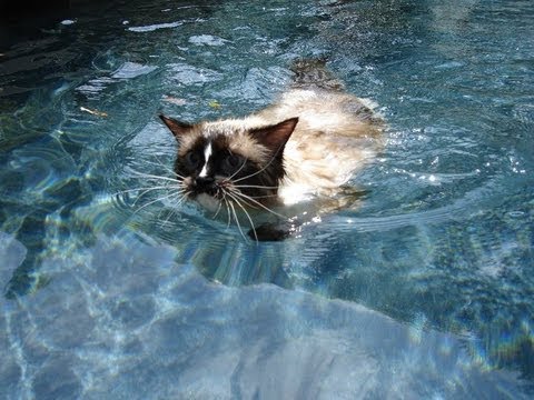 0 Ragdoll Cats Swimming