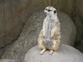 Meerkat Mayhem